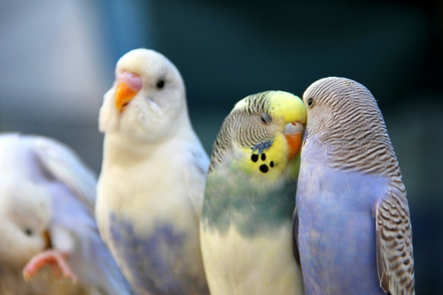 попугаи в вашем доме
