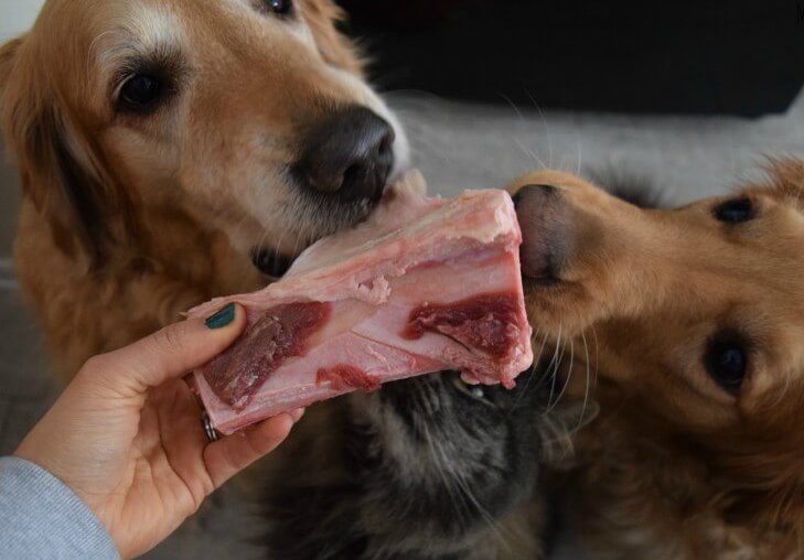 можно ли собакам кости советы ветеринара
