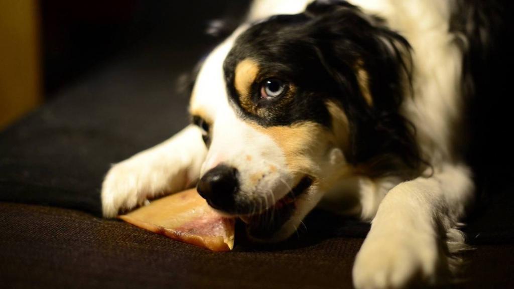 говяжьи кости для собак можно ли давать сырые