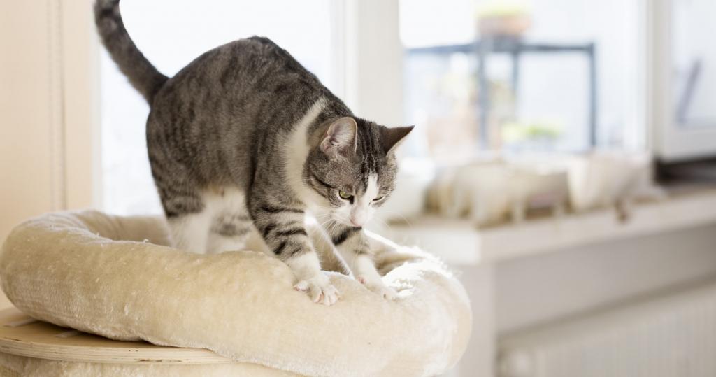 Как ведет себя кошка после вязки: норма и возможные проблемы. Как понять, что кошка беременна