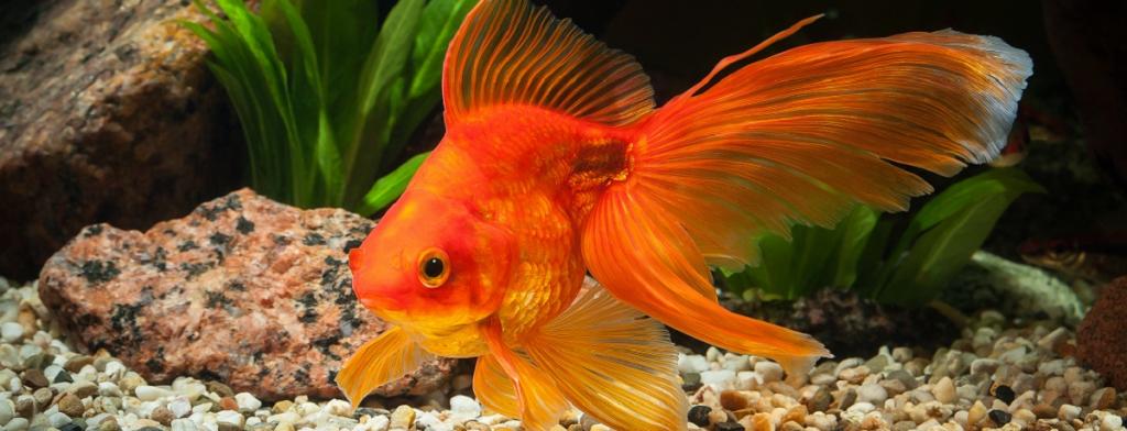 золотая рыбка порода рыб фото