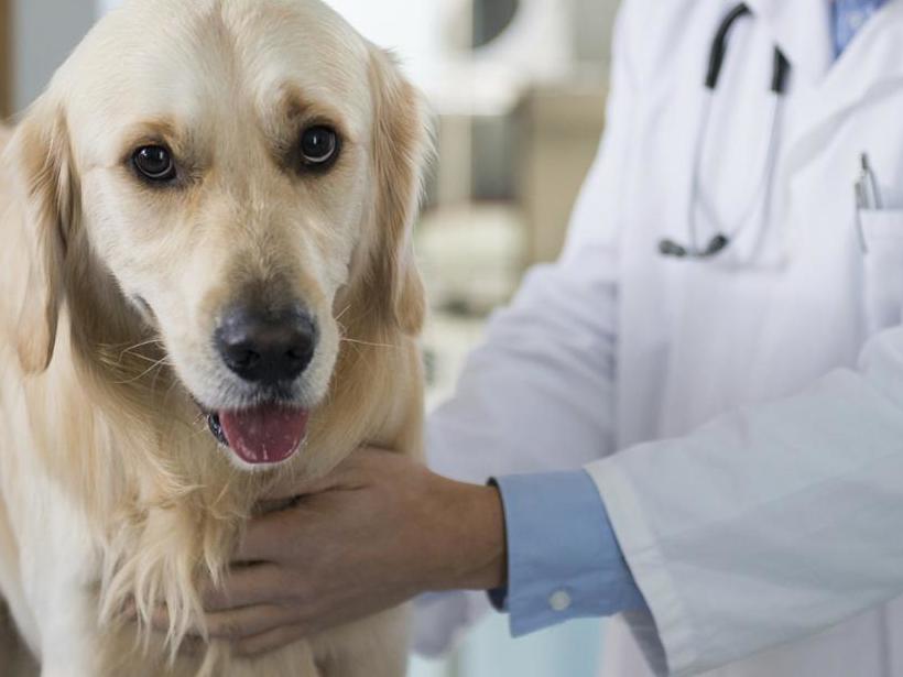 Поведение собаки после стерилизации: изменение характера, уход за собакой после стерилизации, плюсы и минусы стерилизации собак