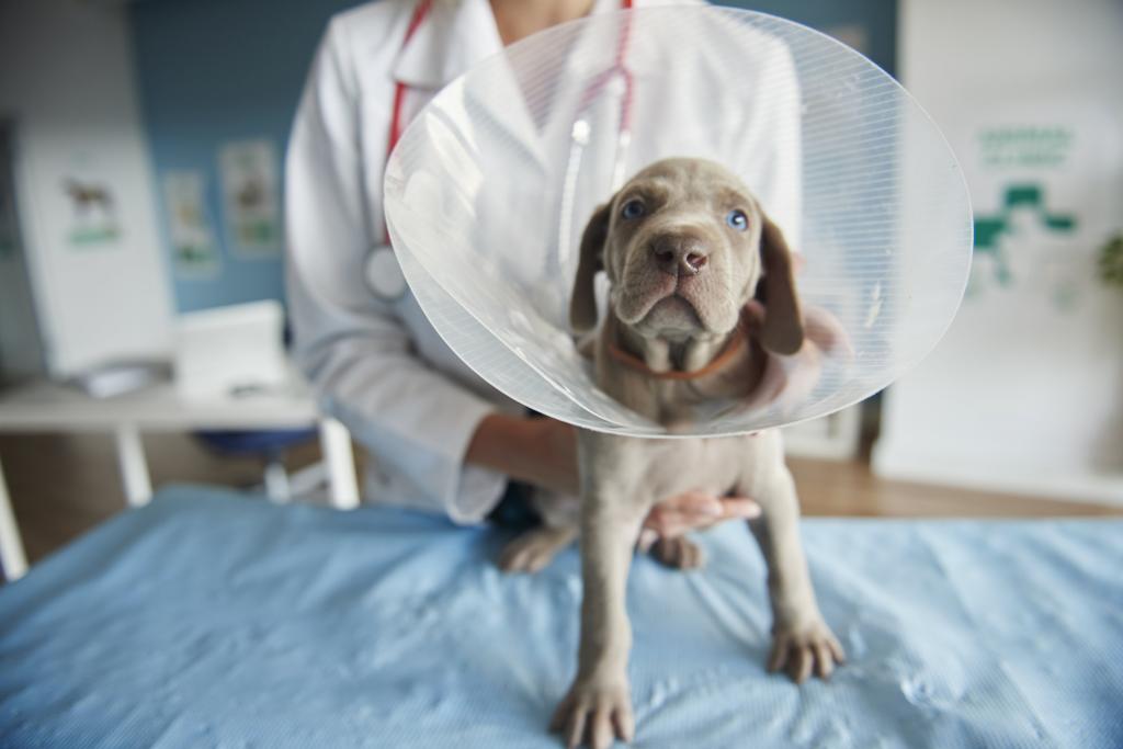 Поведение собаки после стерилизации: изменение характера, уход за собакой после стерилизации, плюсы и минусы стерилизации собак