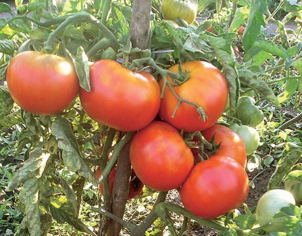ультраскороспелые сорта томатов для открытого грунта