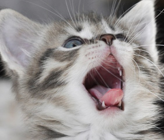почему у котенка запах изо рта