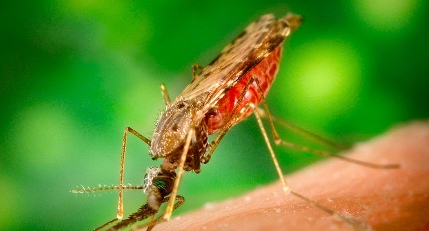Малярийный плазмодий: особенности, диагностика и лечение