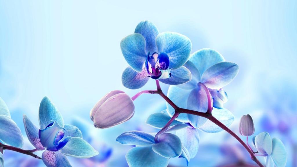 Незабываемый образ голубой орхидеи