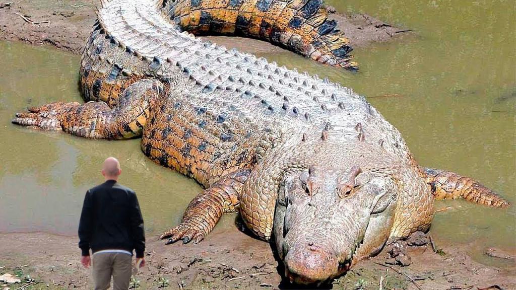 самые большие крокодилы в мире