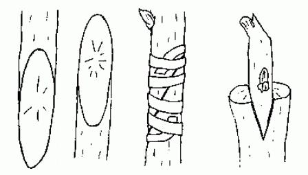 способы прививки яблони на дичку 