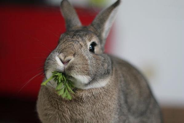 какой травой кормить кроликов 