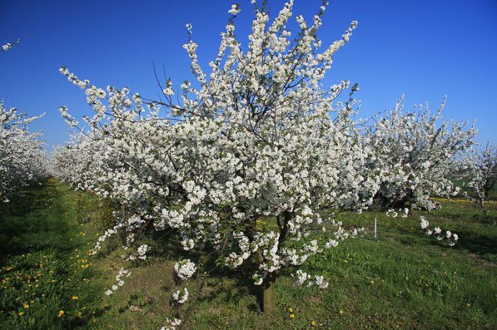 сорта вишни для ленинградской области 