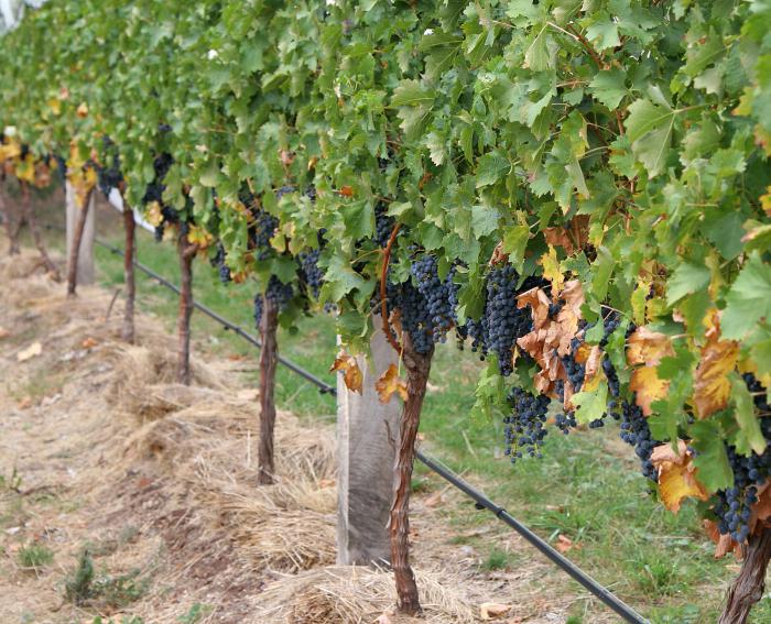 защита винограда от вредителей и болезней 