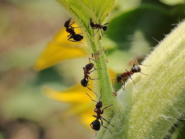муравьед средство от муравьев 