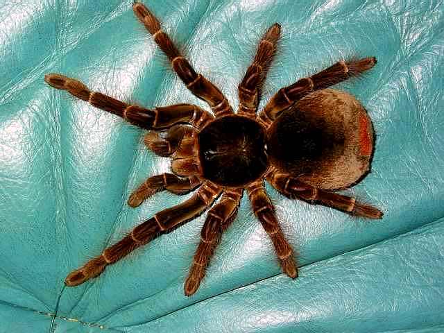 самый большой паук в мире описание