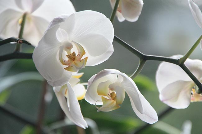 как правильно обрезать отцветшую орхидею