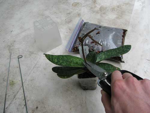 как правильно обрезать орхидею после цветения