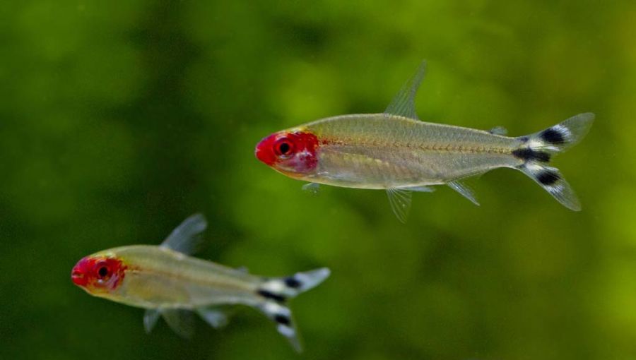Рыбка родостомус, или красная тетра: содержание, совместимость, интересные факты