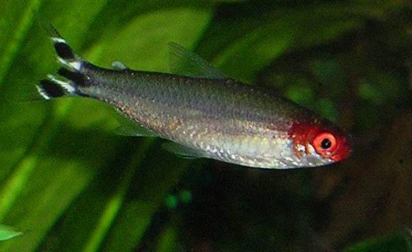 Рыбка родостомус, или красная тетра: содержание, совместимость, интересные факты
