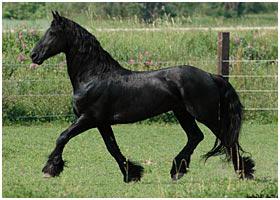 фото лошадей фризской породы