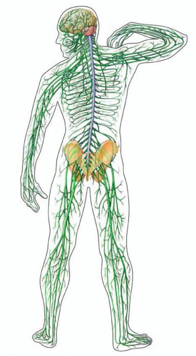 Вегетативная нервная система человека регулирует