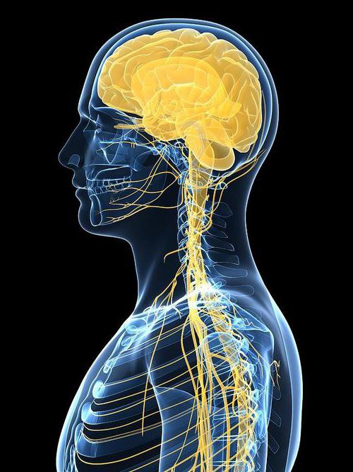 Соматический отдел нервной системы регулирует