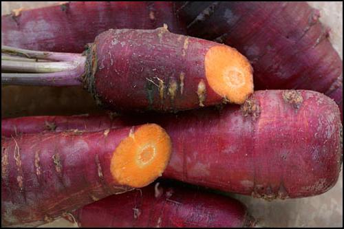 Морковь фиолетовая сорта