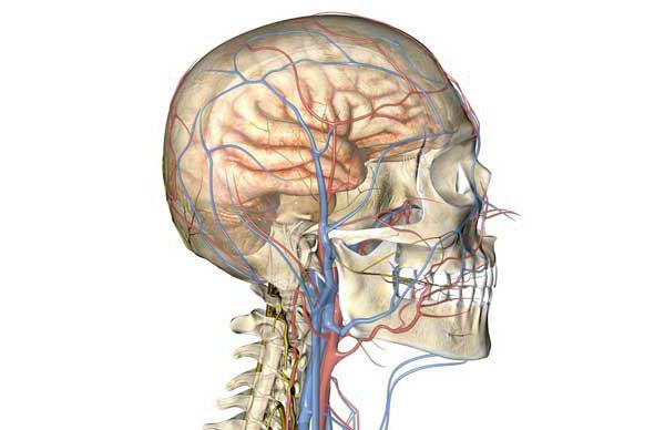церебральная ангиодистония сосудов головного мозга