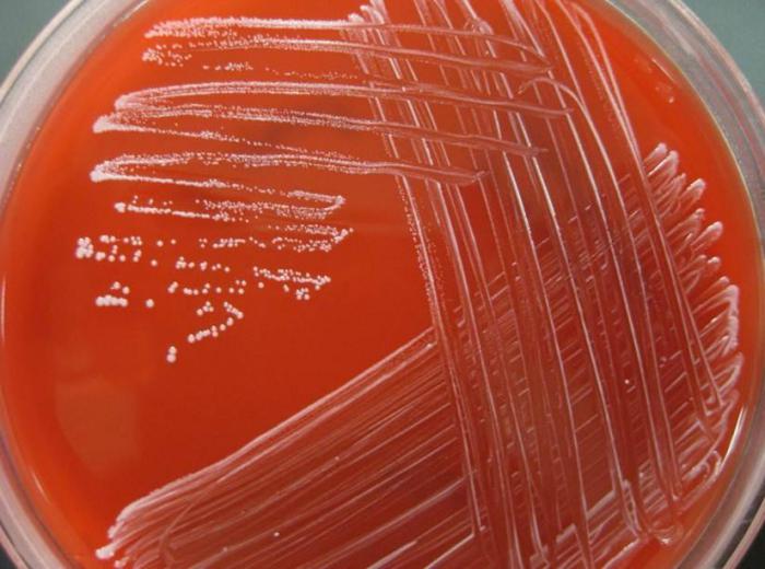 staphylococcus epidermidis при беременности