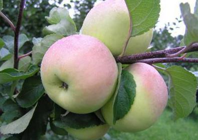 яблоня болотовское описание фото отзывы плоды