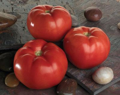 томат линда отзывы фото урожайность