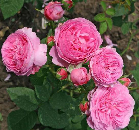 описание розы луис одьер