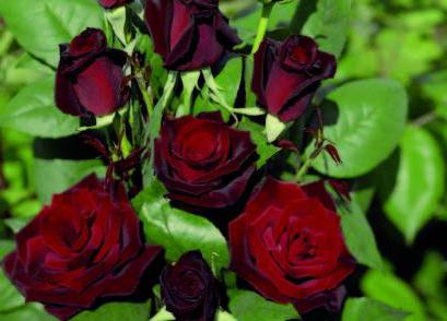 баркароле роза описание