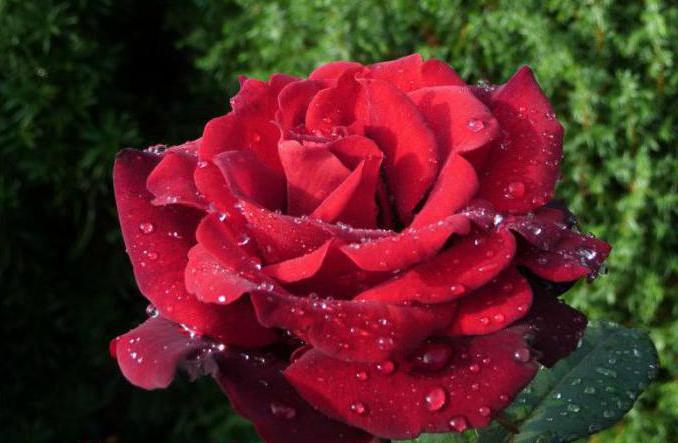 сорт розы баркарола
