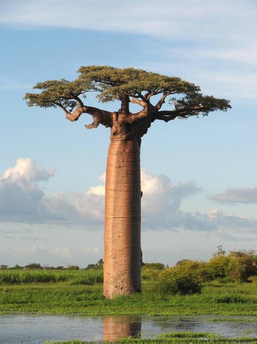 баобаб дерево