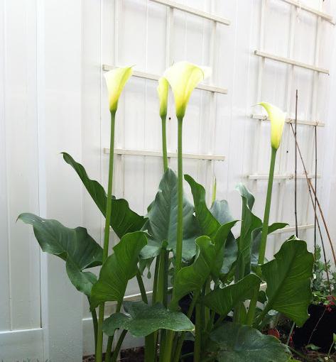 калла белая растение цветок уход выращивание