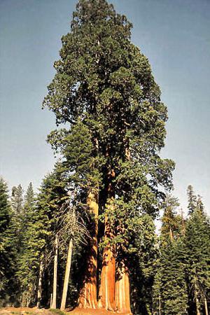 максимальная высота секвойи вечнозеленой в метрах