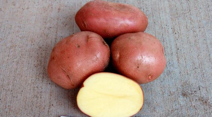 картофель беллароза отзывы