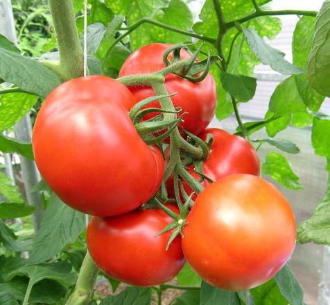 ажур f1 томат томат семена