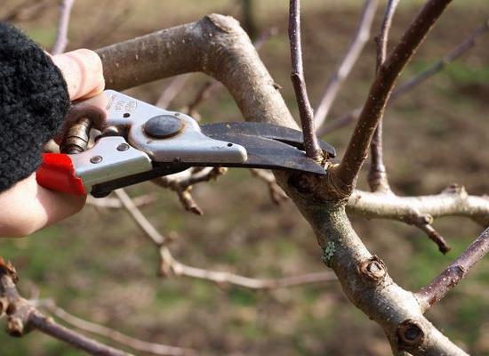 как правильно сделать обрезку плодовых деревьев