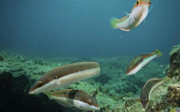 Картинки по запросу фото крошечные рыбки в Средиземном море