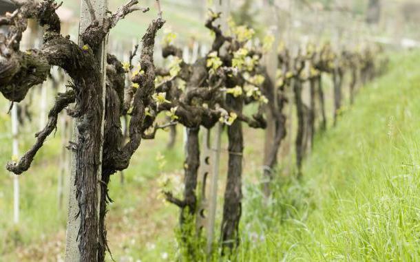 как подрезать виноград весной