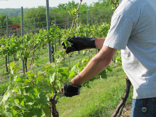 обрезка винограда весной для начинающих