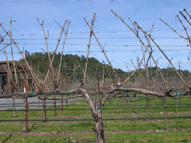 уход за виноградом весной обрезка