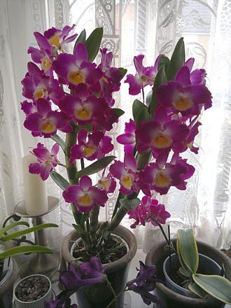 dendrobium starclass уход в домашних условиях 