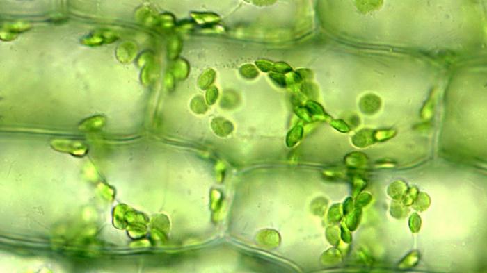 клетки зеленого листа под микроскопом