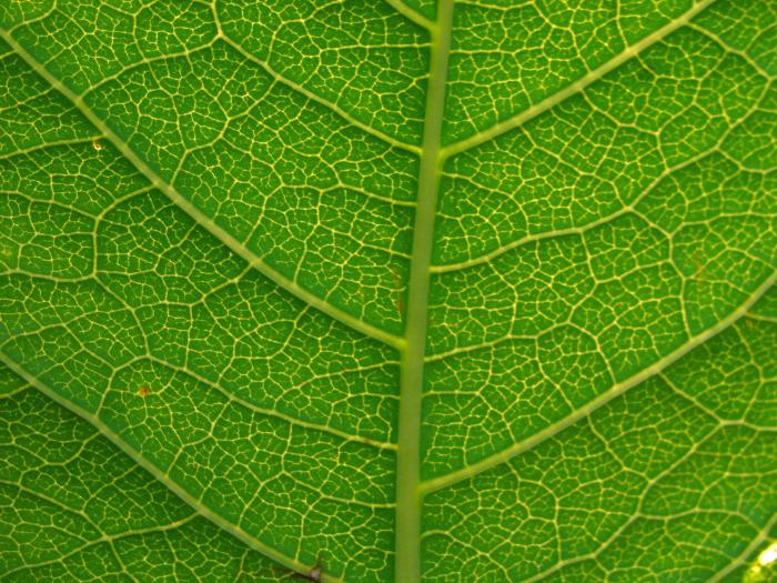 зеленый лист