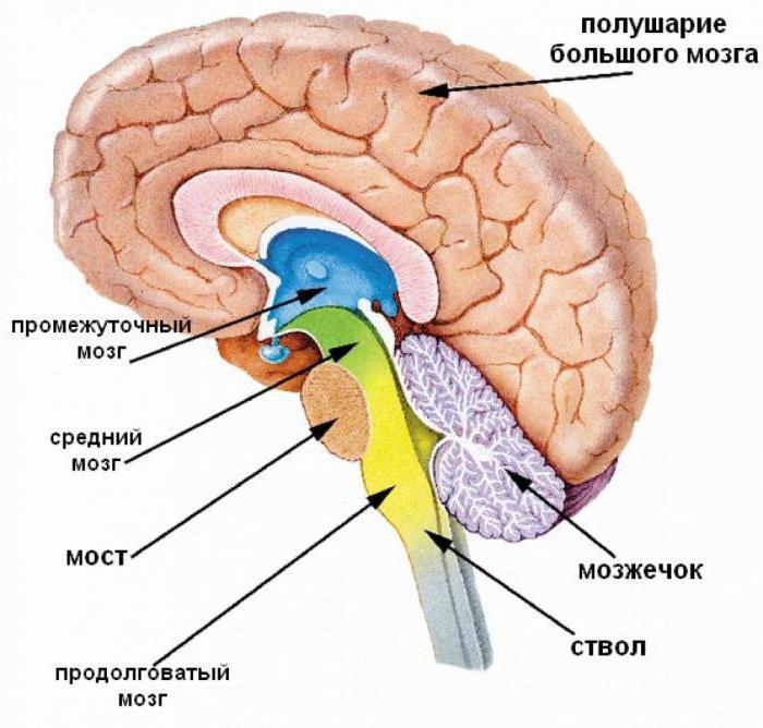 отделы головного мозга и их функции 