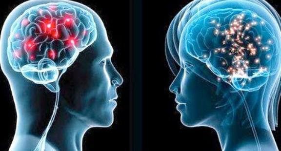 функции отделов головного мозга человека 
