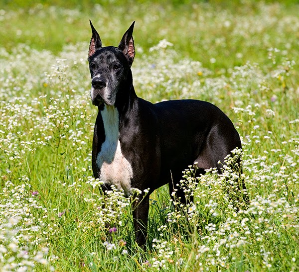 собака в траве