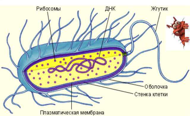 строение микроба